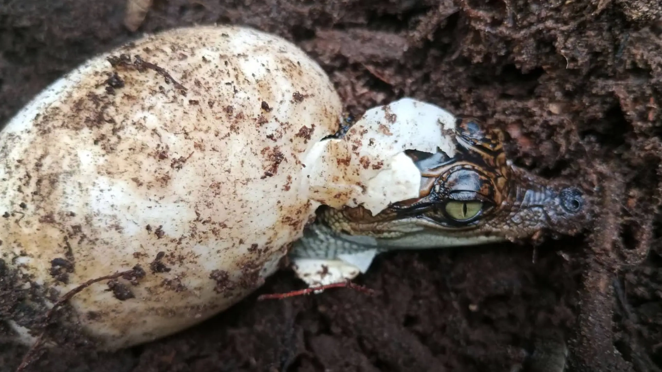 Un cucciolo di coccodrillo siamese mentre esce dall'uovo (Bros Pov, Fauna & Flora)