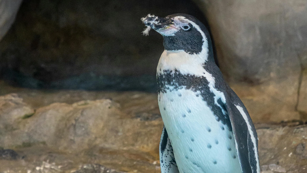 Pen-Chang è un pinguino del Capo femmina di 6 anni