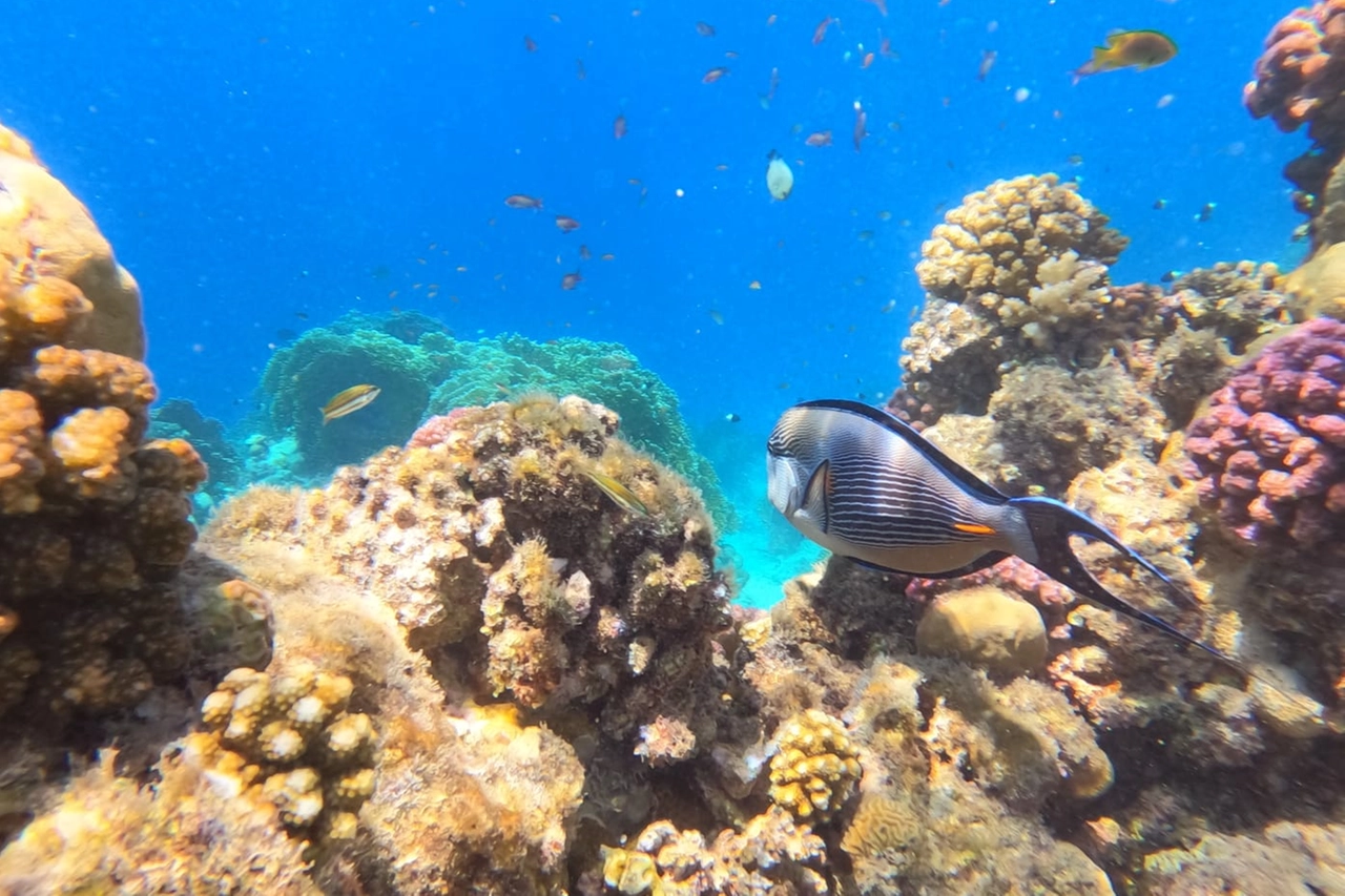 Ras Mohammed, Sharm el-Sheikh (foto di Monica Guerci)