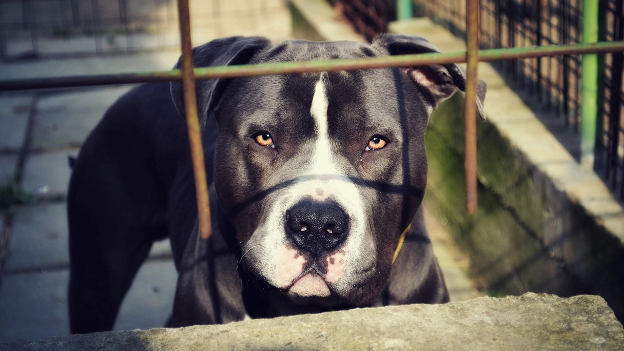 I pitbull sono stati trasferiti in canile dopo l'aggressione (foto d'archivio)