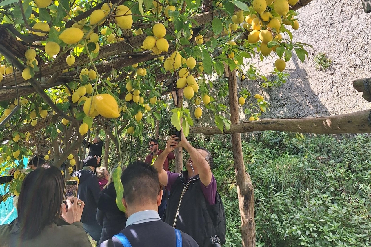 Limoni varietà sfusato amalfitano