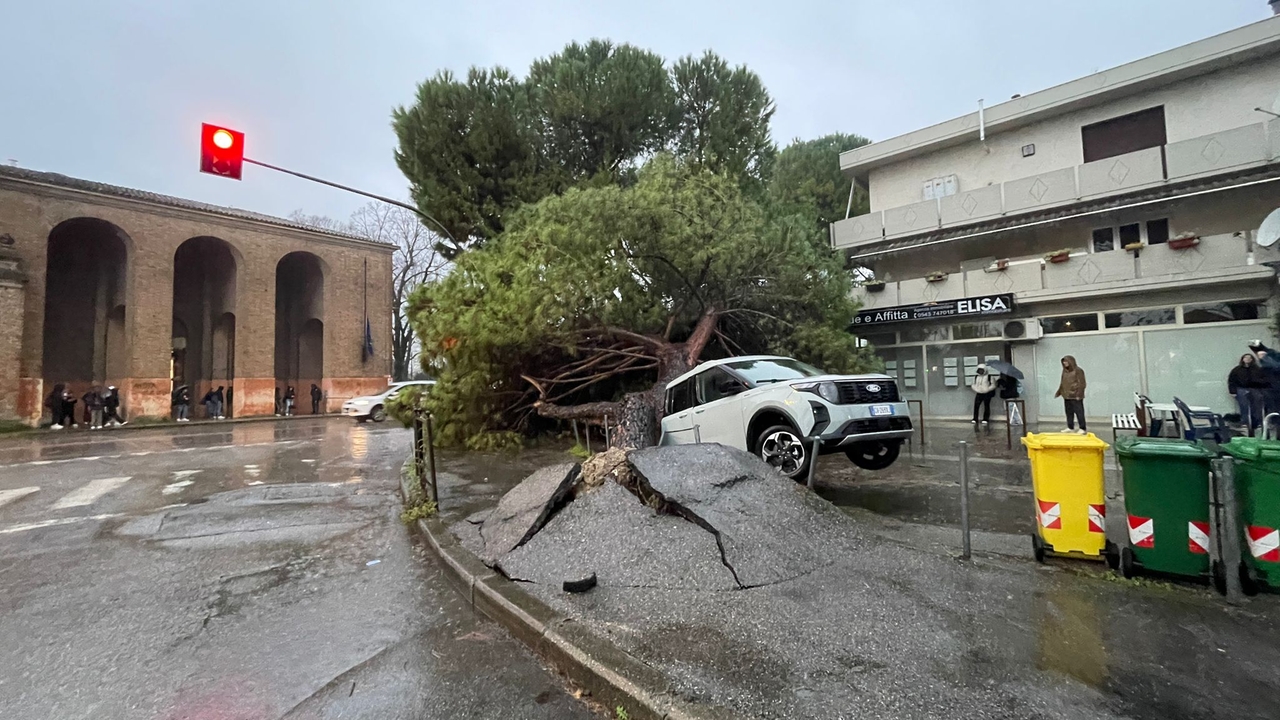 Pino marittimo si abbatte su due auto