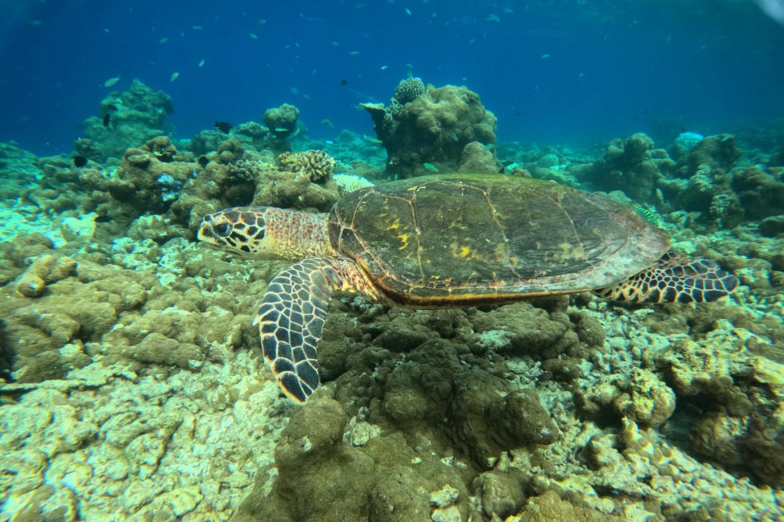 Maldive, Atollo Ari Sud, uno dei siti diving più spettacolari del mondo