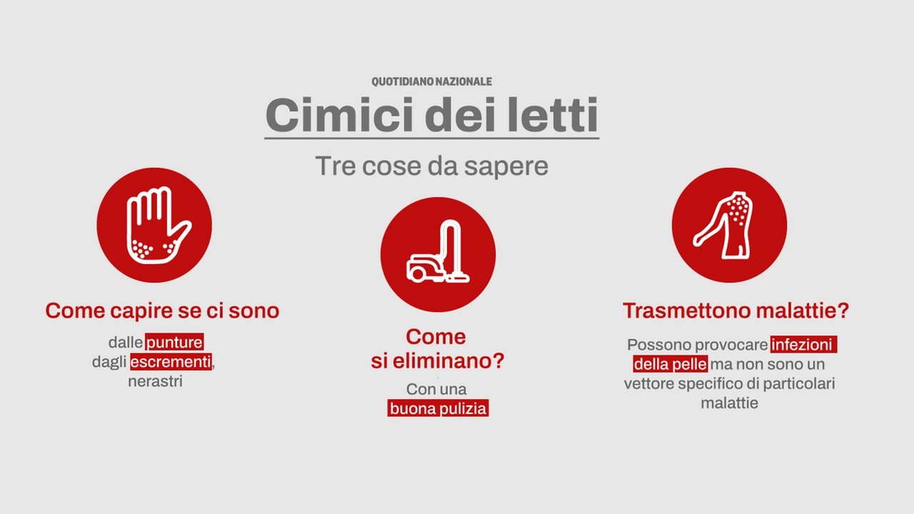 Cimici dei letti, 3 cose da sapere