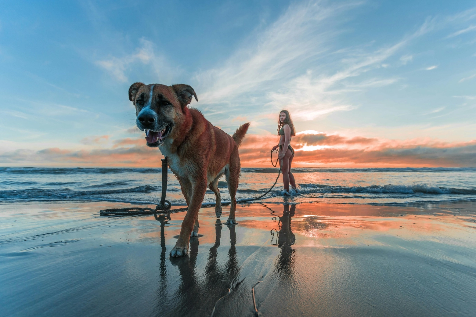 In spiaggia con il cane al guinzaglio