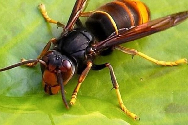 La vespa velutina (foto Ansa)