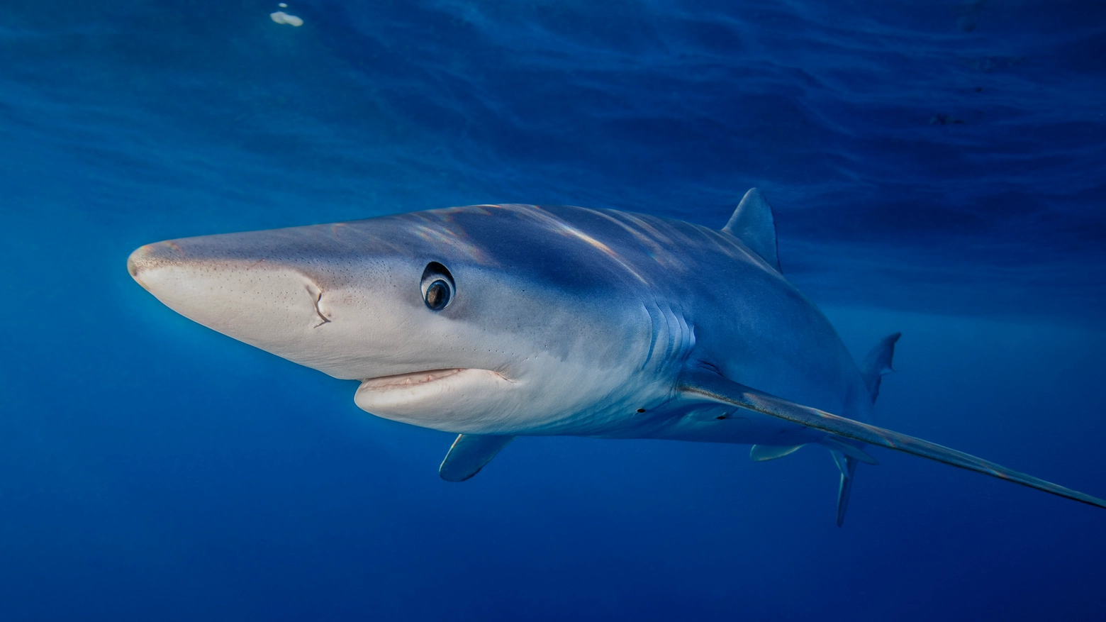 Verdesca o squalo azzurro (Getty Images)