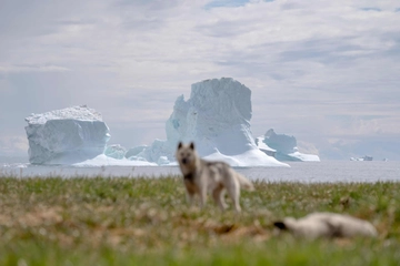 Perché Trump vuole la Groenlandia e cosa c’entra il cambiamento climatico