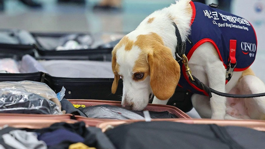 Il cane Ceco che "fiuta" le cimici dei letti