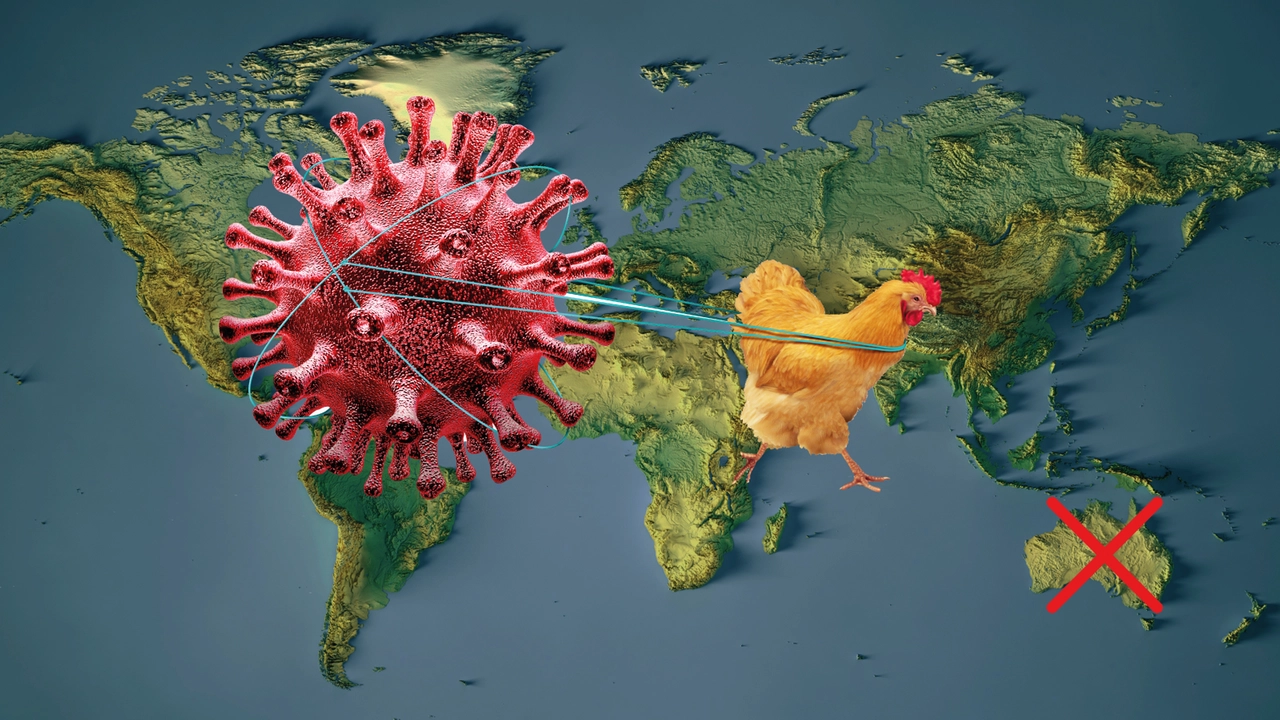 Il virus dell'aviaria ha colonizzato il mondo (Australia esclusa)