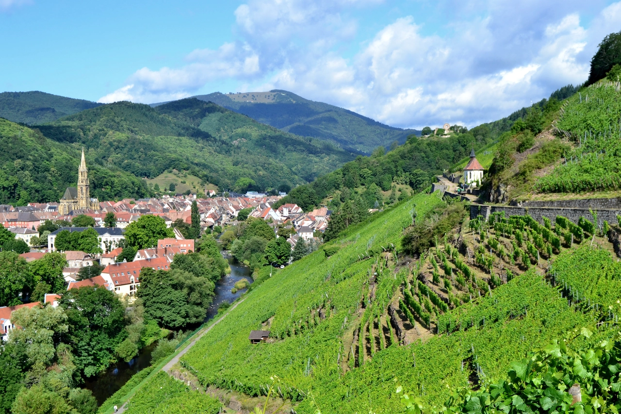 I vigneti della Route des Vins