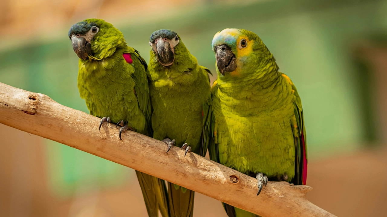 I tre pappagalli di Meril Lesser sono animali da assistenza, che la aiutano ad affrontare ansia e depressione