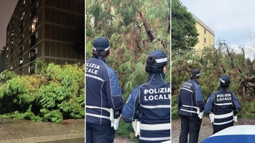 Alberi killer, incubo insetti. “Rischio grave, ecco cosa serve”