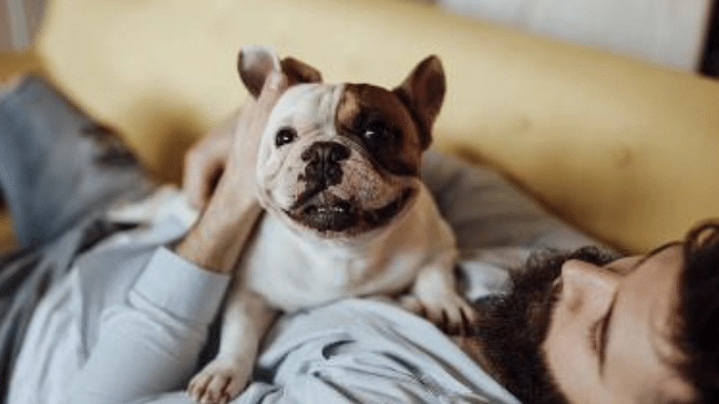 Tra le taglie piccole, Bulldog francese, Carlino, Shih Tzu sono le razze più ’silenziose’ per indole