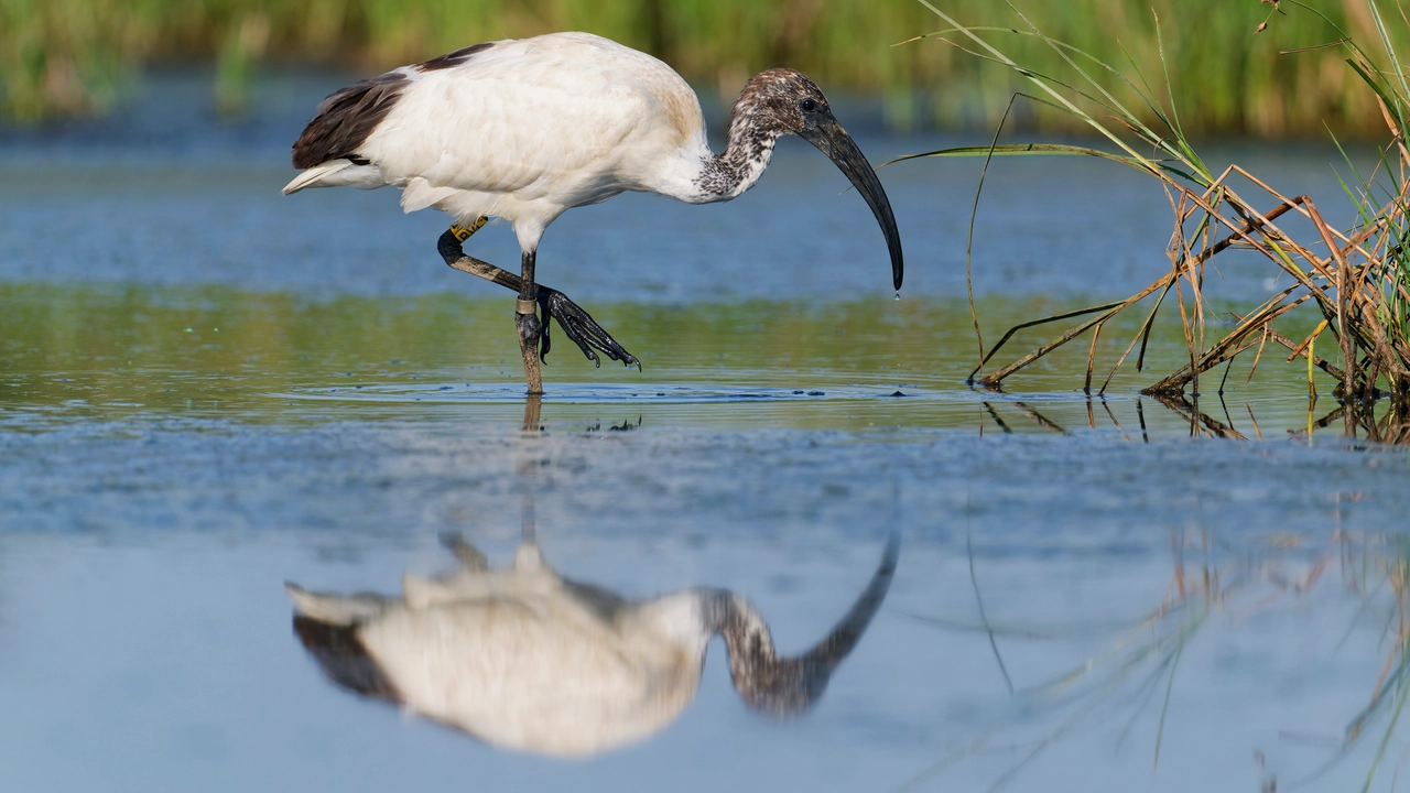 Ibis sacri trovati morti con l’aviaria. Lo spettro della specie aliena invasiva vicino agli allevamenti