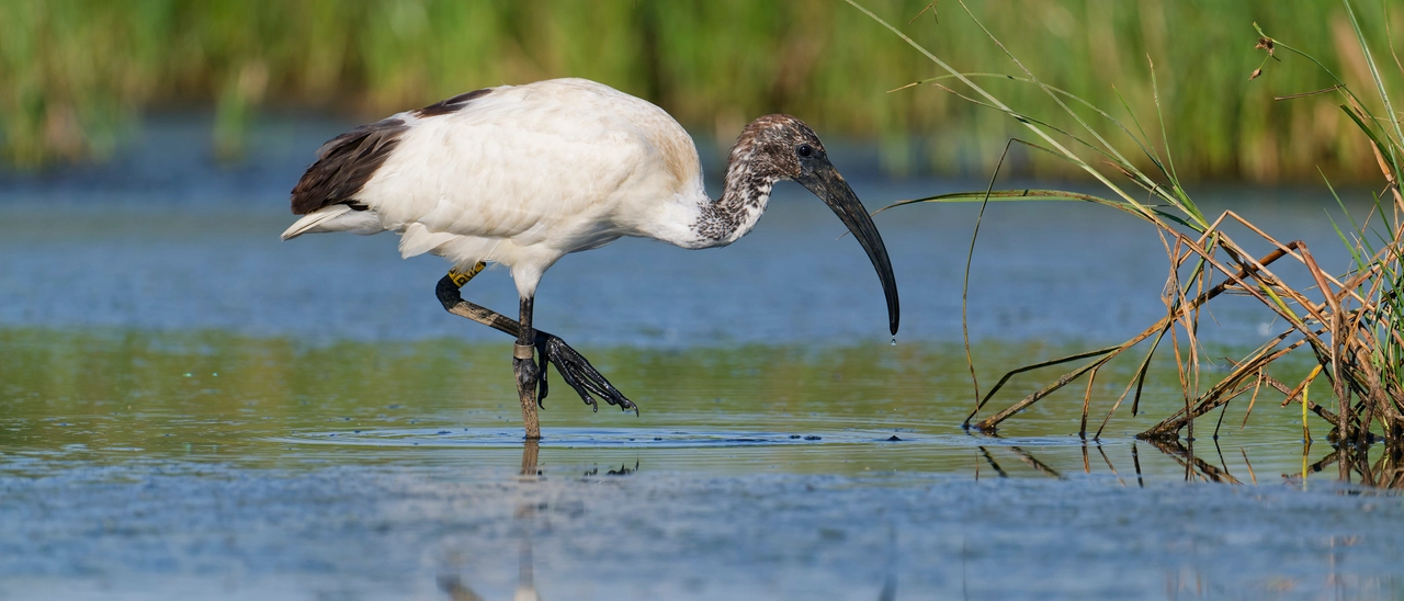 Ibis sacri trovati morti con l’aviaria. Lo spettro della specie aliena invasiva vicino agli allevamenti