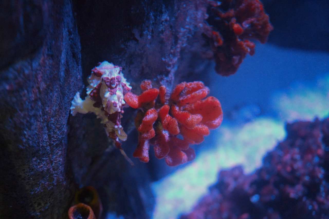 Il pesce rana, mimetizzato nell'Aquarium di Gardaland Sea Life