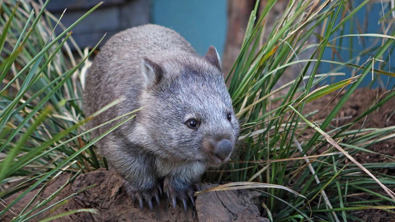 Influencer rapisce un cucciolo di vombato dalla mamma e fa video: bufera in Australia