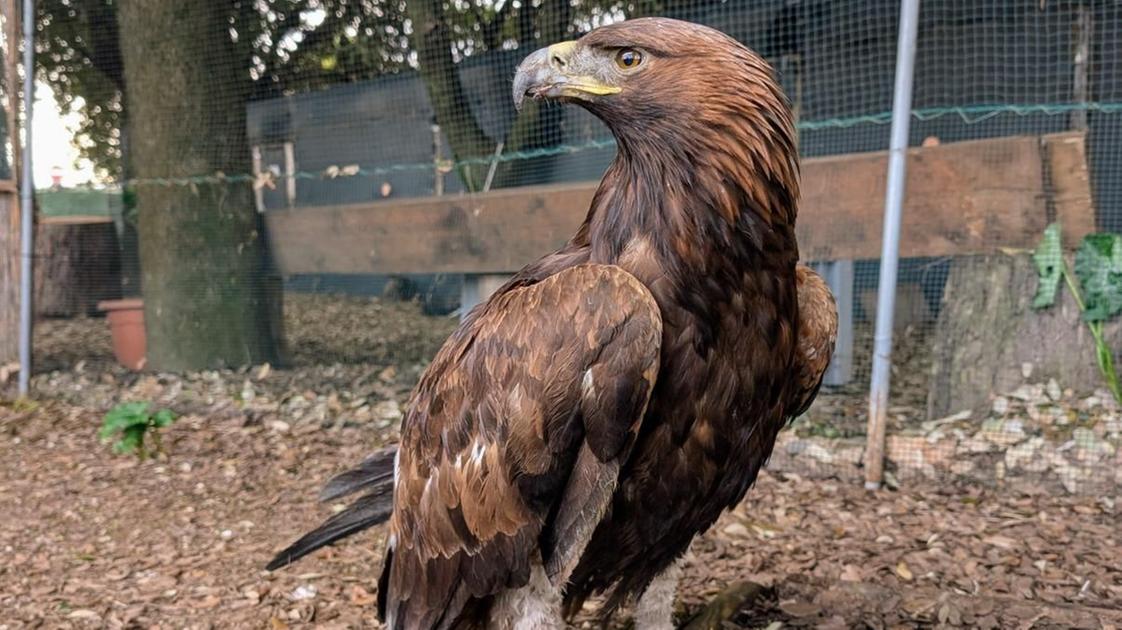 Aquila reale salvata nel Napoletano: Gwaihir è stata curata e riportata a casa per Natale