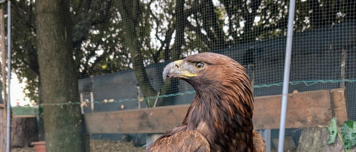 Aquila reale salvata nel Napoletano: Gwaihir è stata curata e riportata a casa per Natale