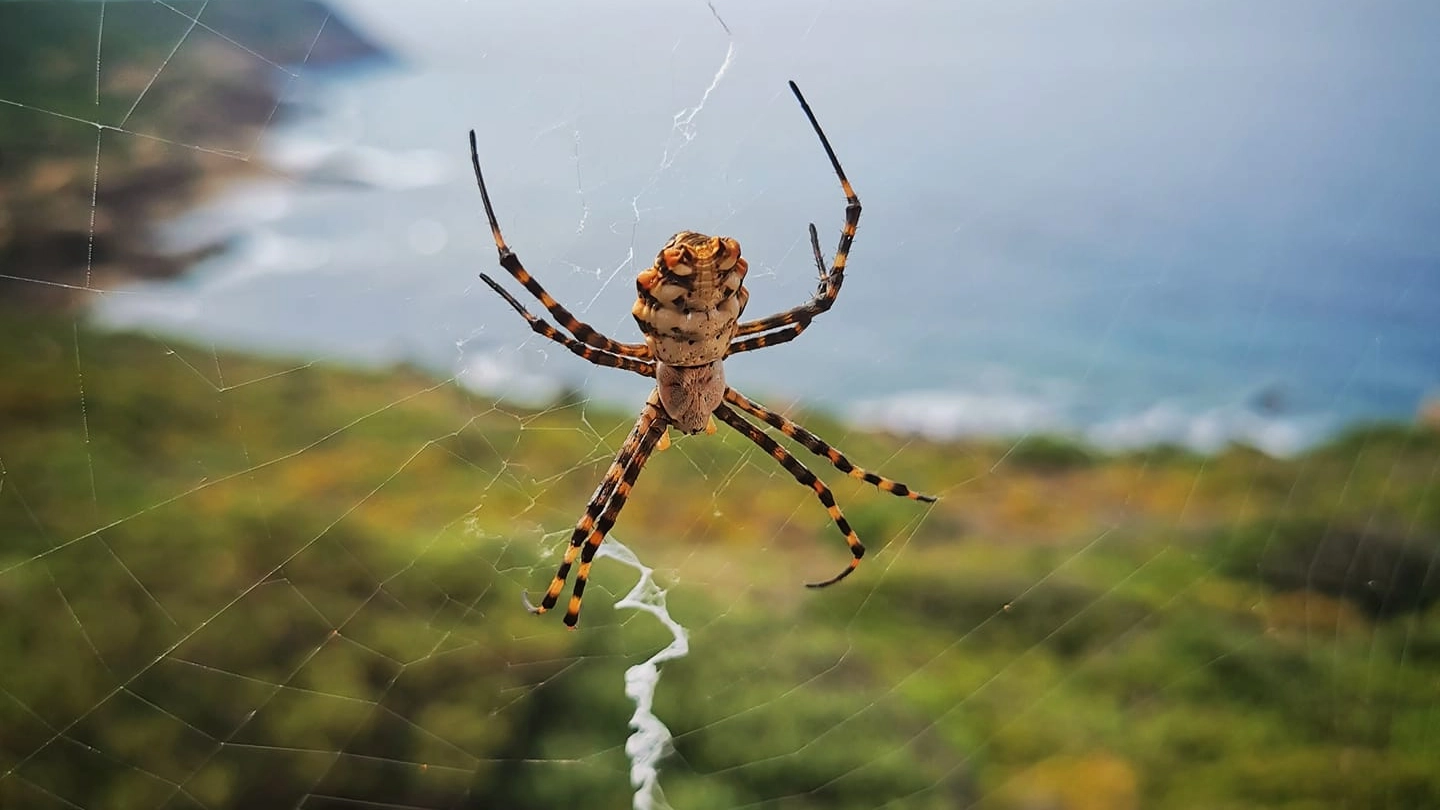 Femmina di Argiope lobata (Aracnofilia)