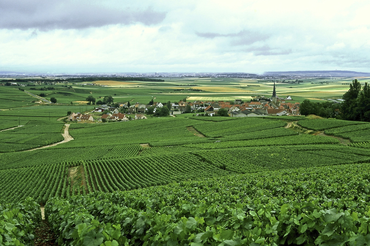 paesaggio vinicolo della Champagne