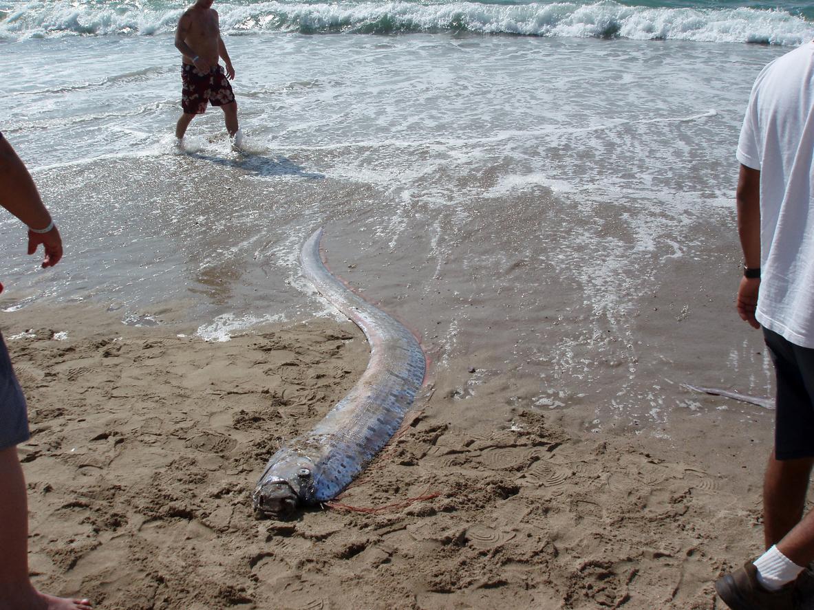 Che cos’è il pesce remo e perché è simbolo di catastrofi