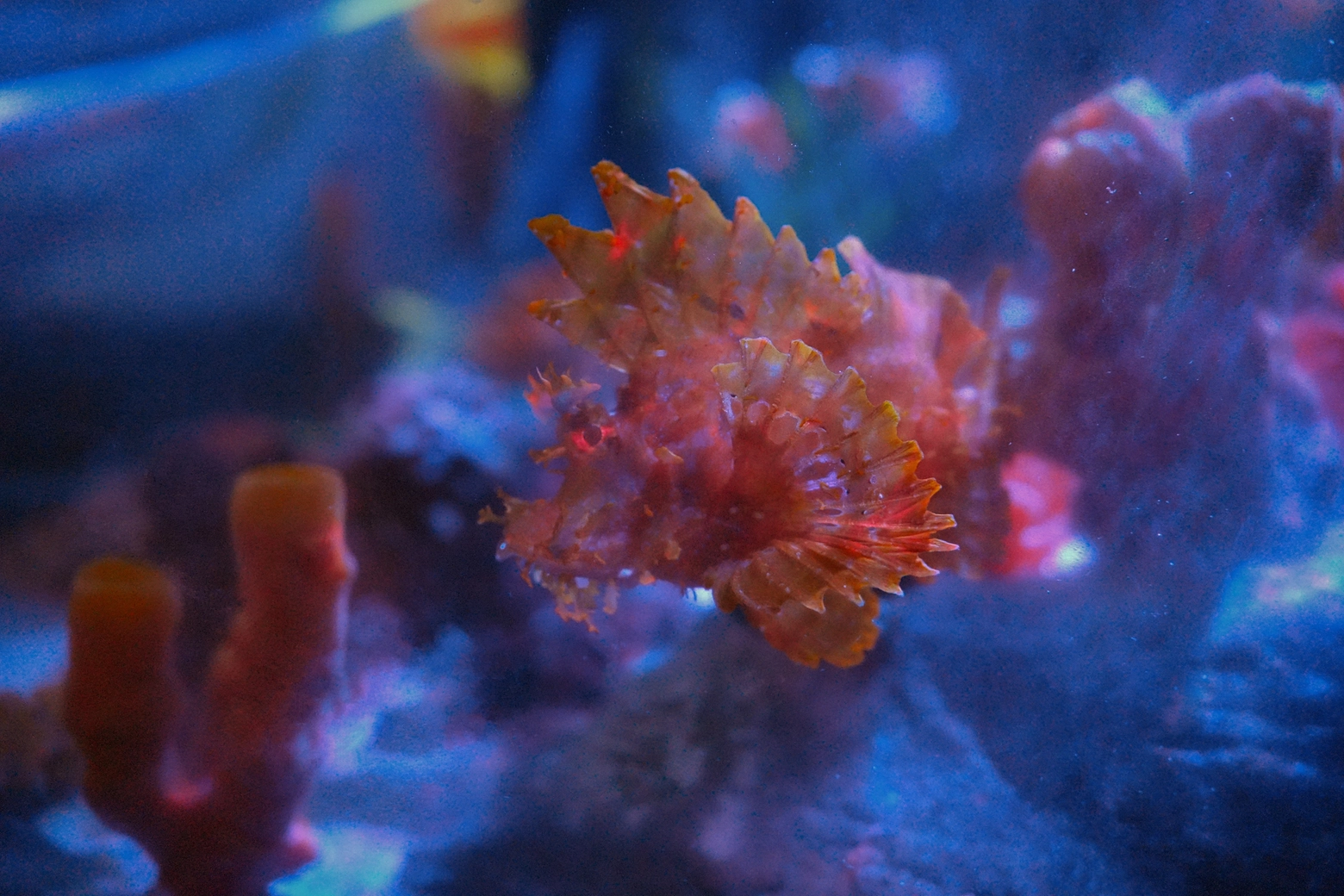 La Rhinopias frondosa all'Aquarium di Gardaland Sea Life