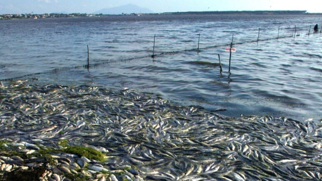 La moria di pesci a Orbetello
