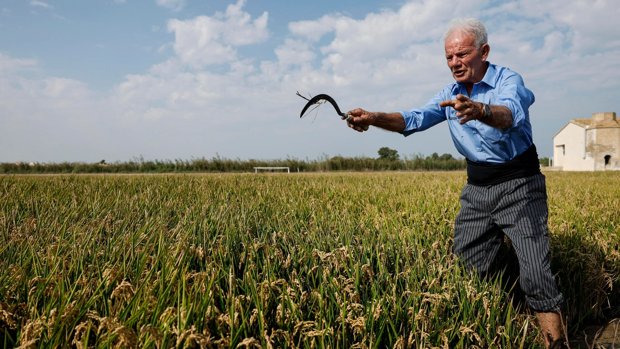 epa11620533 A farmer works in rice harvesting in Valencia, Spain, 23 September. Valencia is well-known for rice cultivation due to its fertile soil, and rice farming is deeply rooted in Valencian culture. EPA/KAI FOERSTERLING