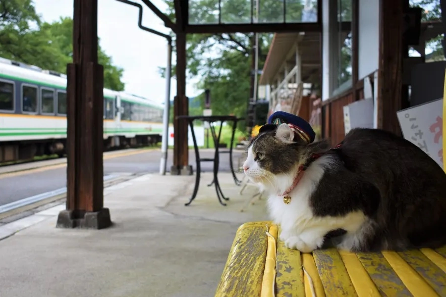 Love, il gatto-capostazione della stazione di Ashinomaki Onsen