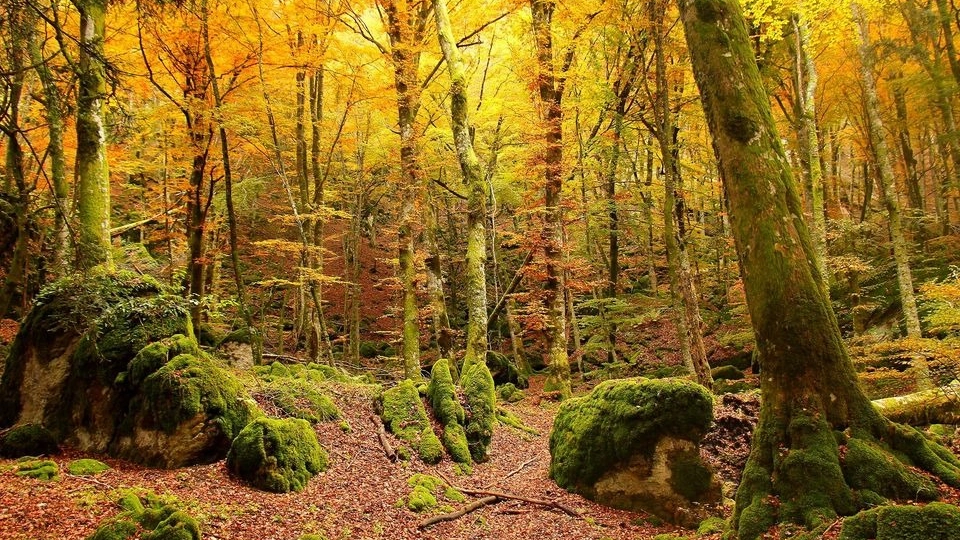 Foliage nel Bosco delle fate, un luogo magico già per San Francesco