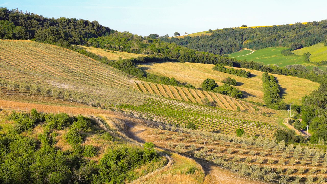 Un patrimonio di 160mila piante su oltre 265 ettari di terreno, per una produzione di alta qualità e ospitalità di lusso nella Country House Oliveto sul Lago. Non mancano poi vino, frutta e zafferano