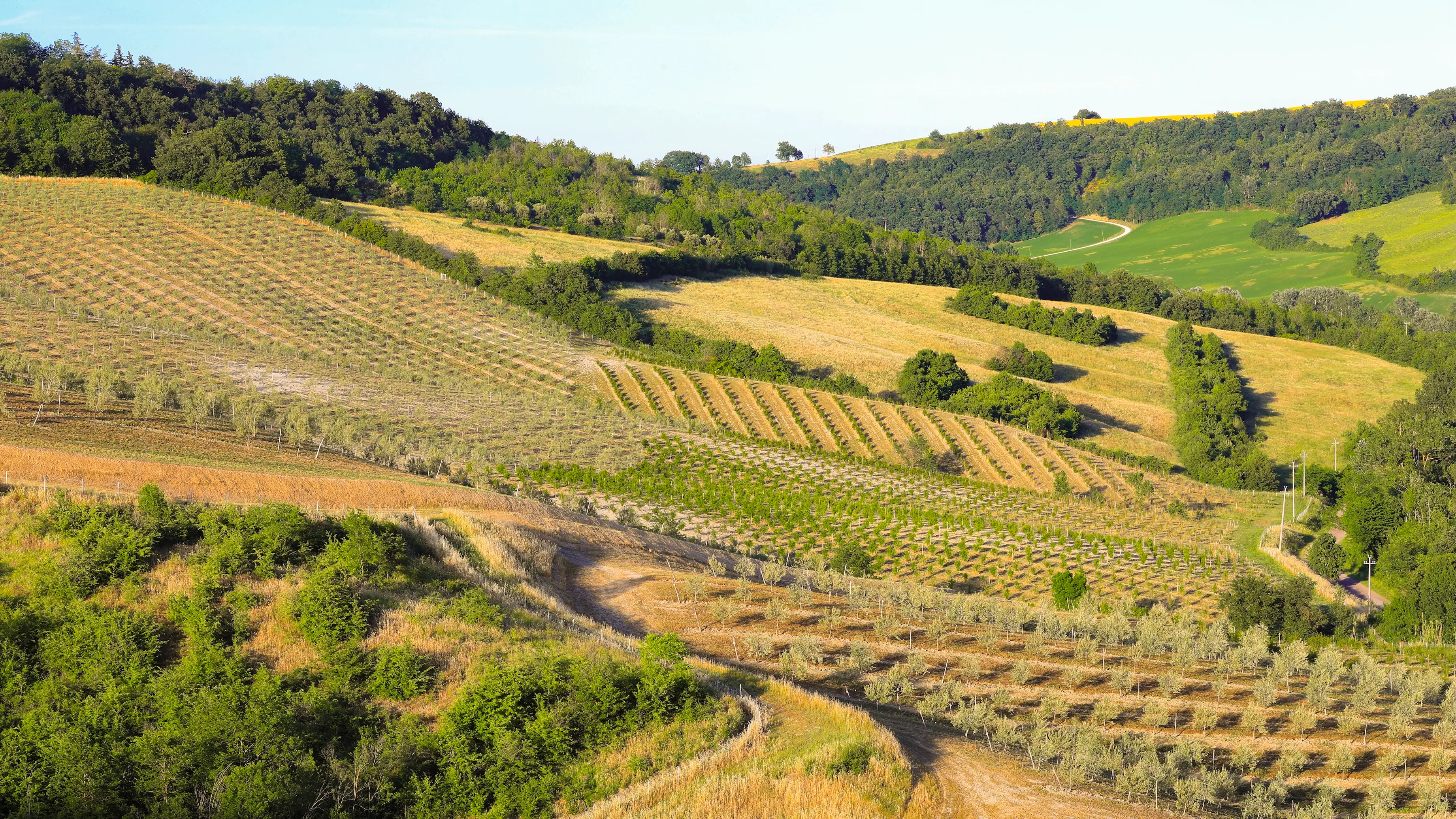 Palazzo di Varignana, il paesaggio che non ti aspetti: uliveti a perdita d’occhio sulle colline bolognesi