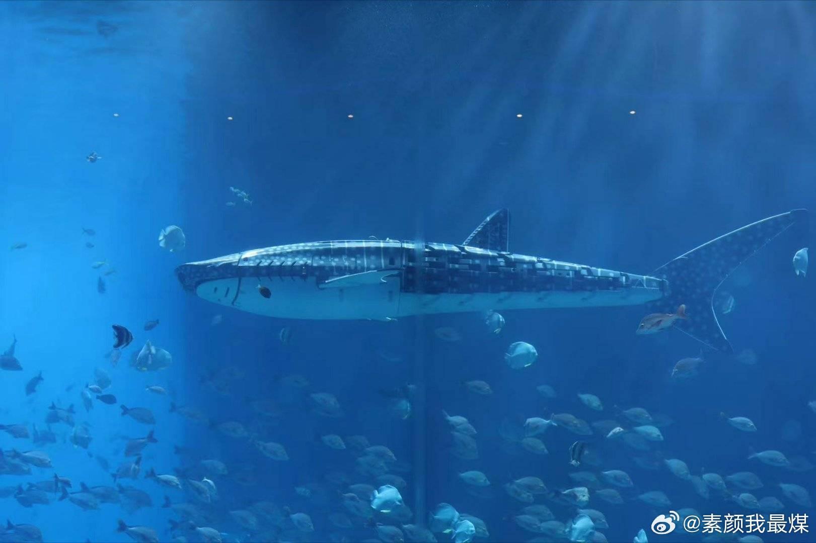 Cina, visitatori furiosi all’acquario: lo squalo balena è un robot