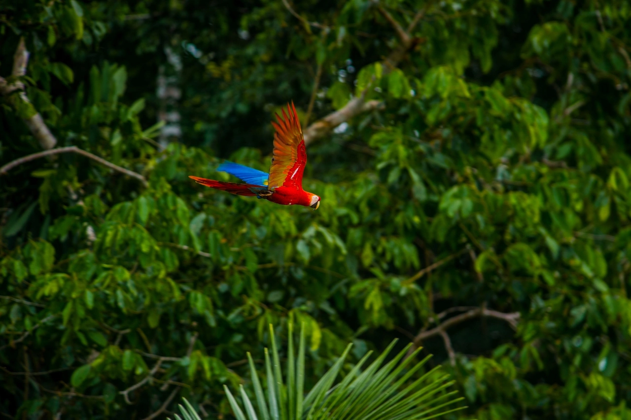 Riserva del Parque Nacional del Manu © PROMPERÚ