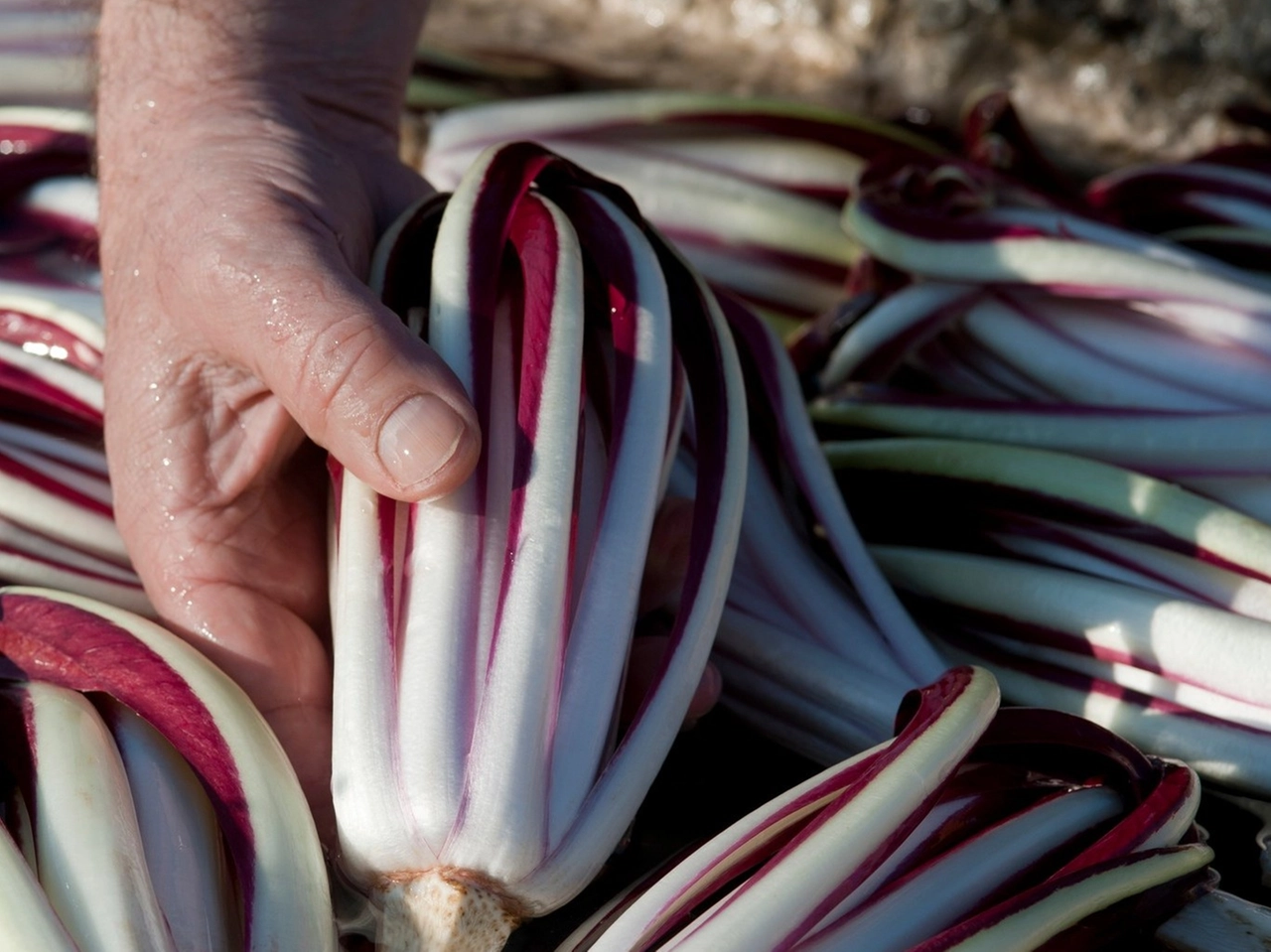 Il radicchio rosso trevigiano Igp dopo l'imbianchimento