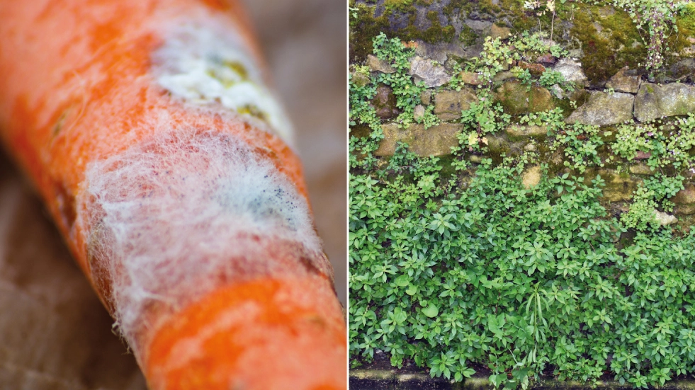 Allergie d'autunno: le spiegazioni e i consigli dell'allergologo Renato Ariano