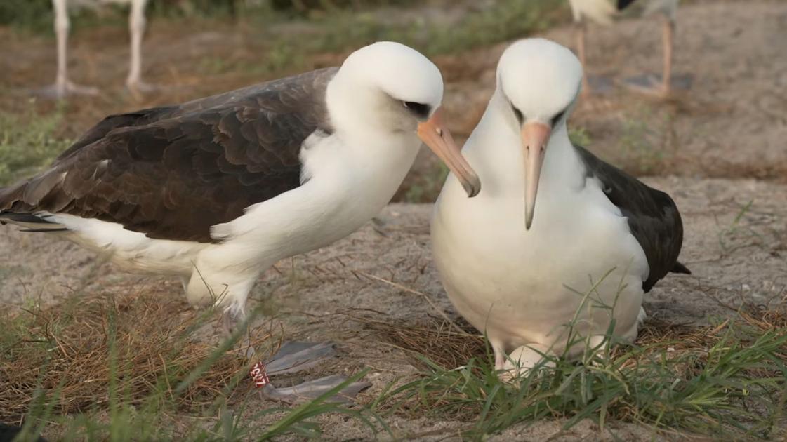 Wisdom, l’albatros da record: a 74 anni ha deposto un altro uovo. Il più vecchio volatile al mondo