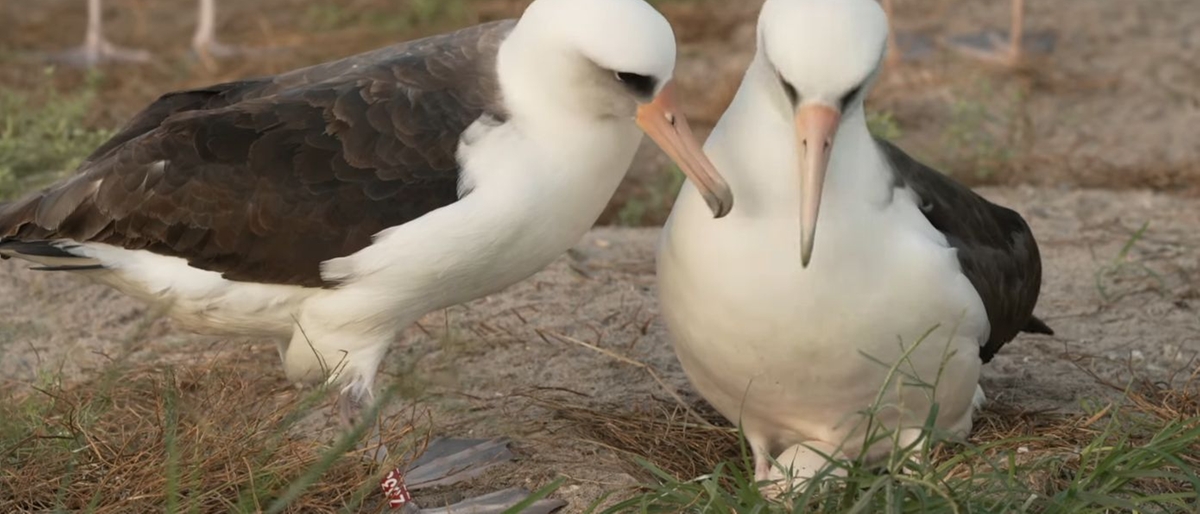 Wisdom, l’albatros da record: a 74 anni ha deposto un altro uovo. Il più vecchio volatile al mondo