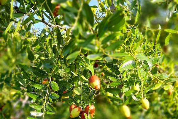 Le giuggiole sono un frutto tipico della zona