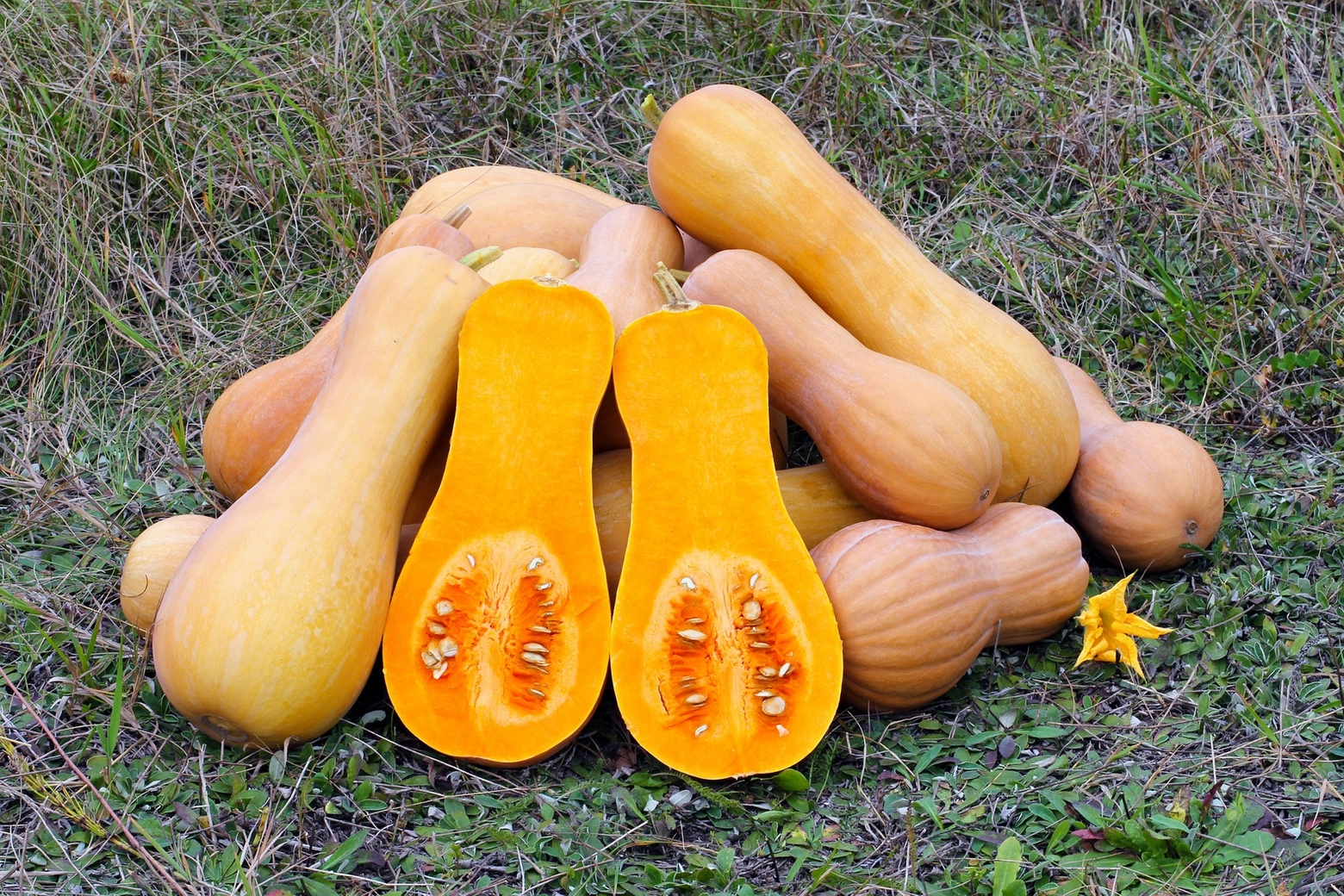 La zucca qualità Violina (Butternut)