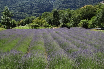 Borghi della lavanda, la storia di Marco: “Così ho recuperato le piante antiche della Val di Susa”