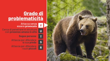 Orsa JJ4, l’Ispra: “Cosa c’è scritto nel nostro parere al Tar”. Non solo abbattimento: cosa può accadere