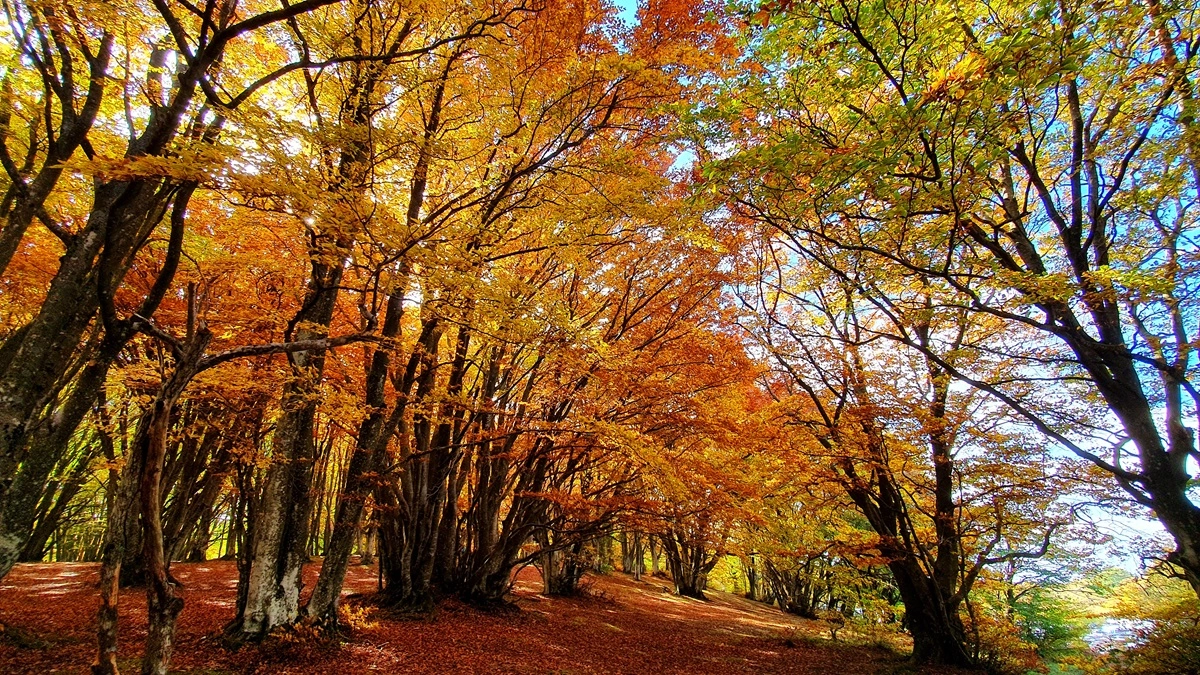 2. La celebre faggeta di Canfaito con il foliage - Crediti: Chiara Giacobelli