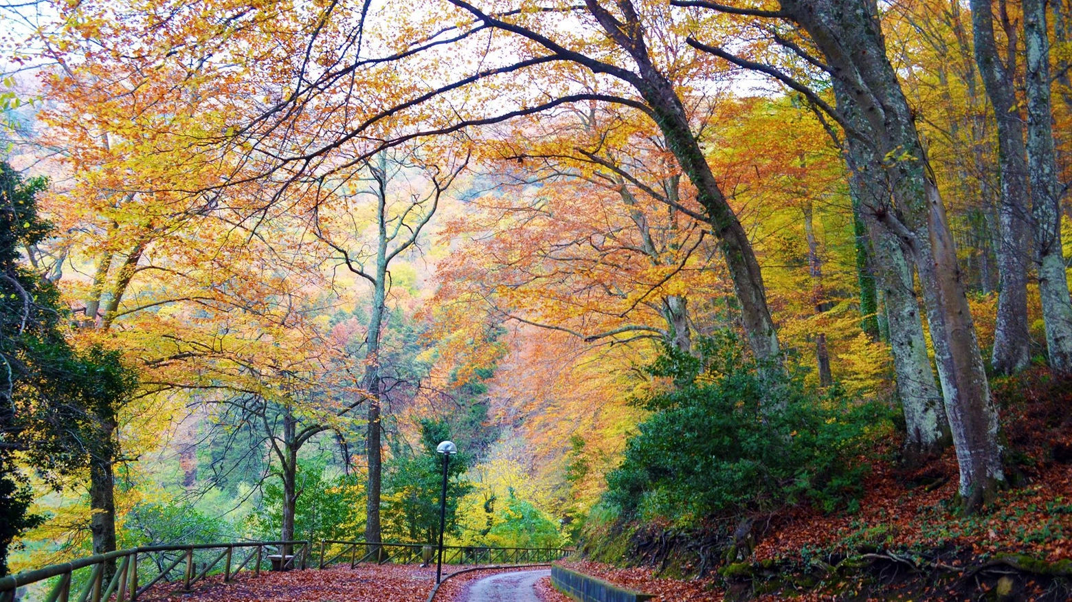 Il foliage ai Laghi di Monticchio, Basilicata