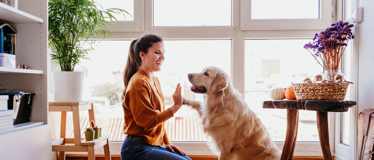 Come tenere i cani in condominio: le regole del bon ton per i proprietari