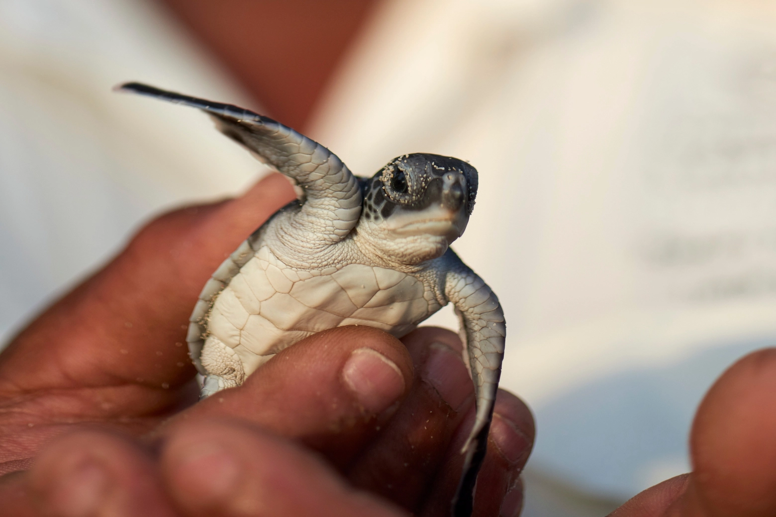 Le tartarughe marine nidificano sulle spiagge del resort Costance Lemuria alle Seychelles