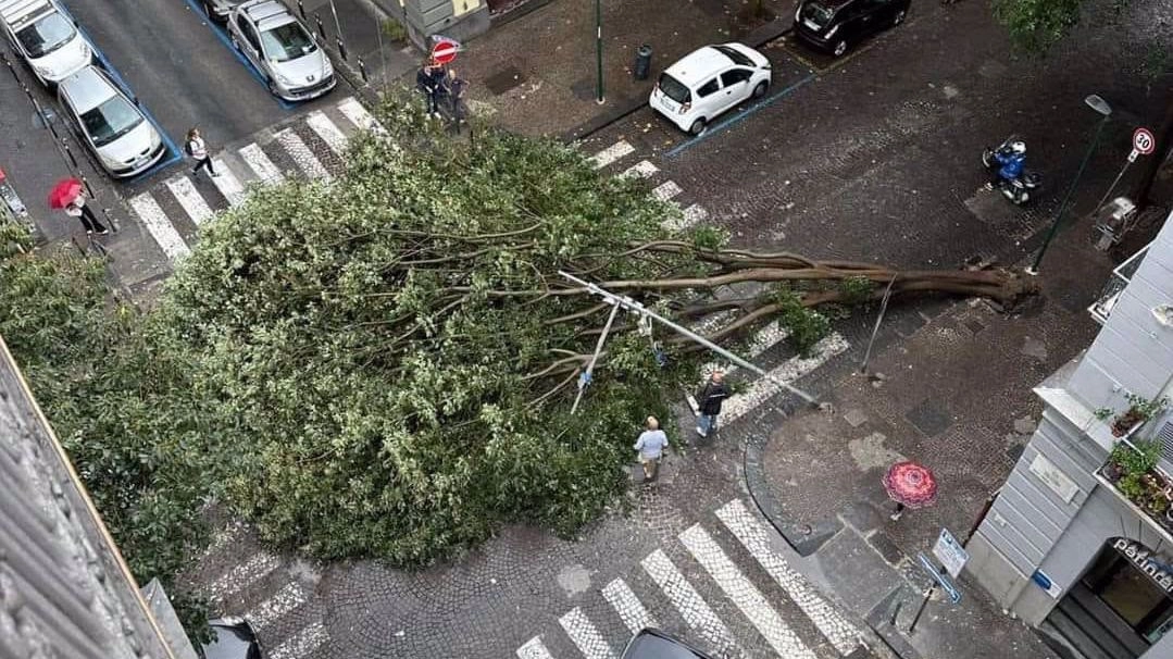  MALTEMPO. CADE UN ALBERO A NAPOLI, PAURA AL VOMERO MA NESSUN FERITO /FOTO OGGI ALLERTA ARANCIONE, FORTE PIOGGIA IN CITT