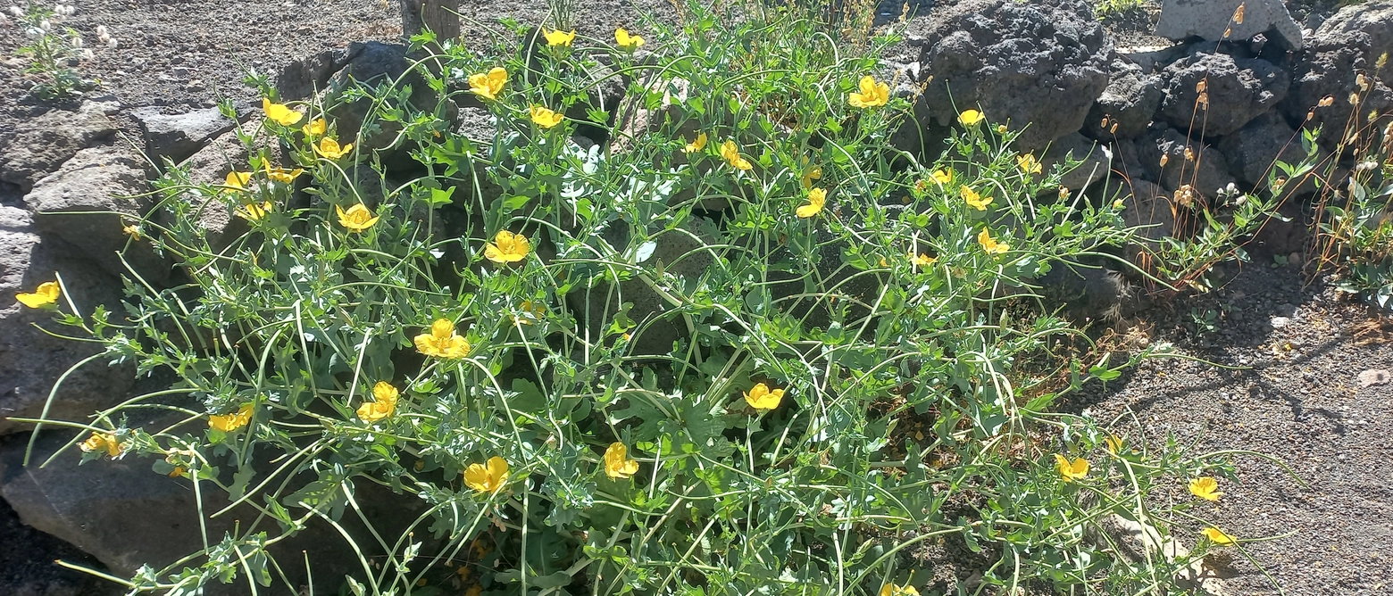 Il papavero cornuto, sul Vesuvio